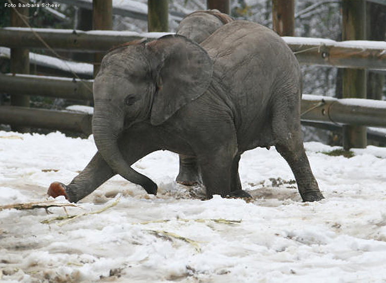 Elefantenspaß im Schnee im Wuppertaler Zoo im Dezember 2008 (Foto Barbara Scheer)