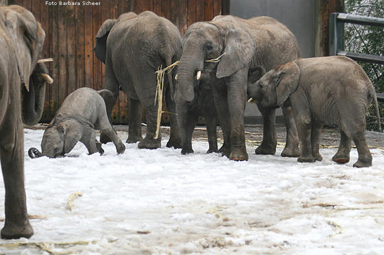 Elefantenspaß im Schnee im Zoo Wuppertal im Dezember 2008 (Foto Barbara Scheer)