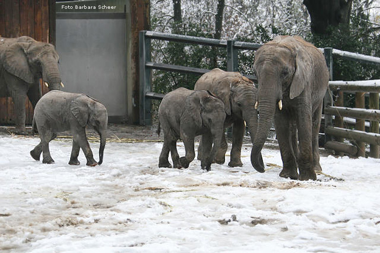 Elefantenspaß im Schnee im Zoologischen Garten Wuppertal im Dezember 2008 (Foto Barbara Scheer)