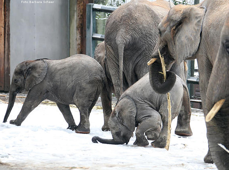 Elefantenspaß im Schnee im Wuppertaler Zoo im Dezember 2008 (Foto Barbara Scheer)