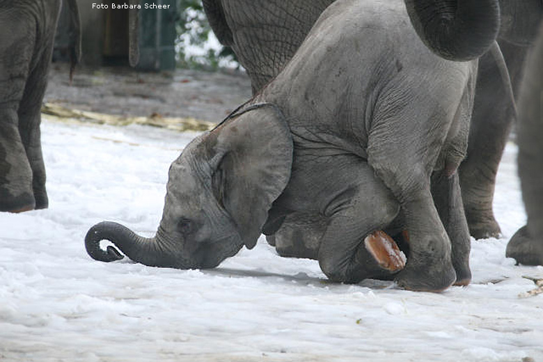 Elefantenspaß im Schnee im Zoo Wuppertal im Dezember 2008 (Foto Barbara Scheer)