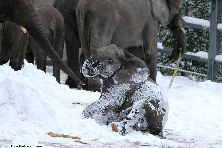 Elefanten im Schnee im Zoo Wuppertal im Januar 2009 (Foto Barbara Scheer)