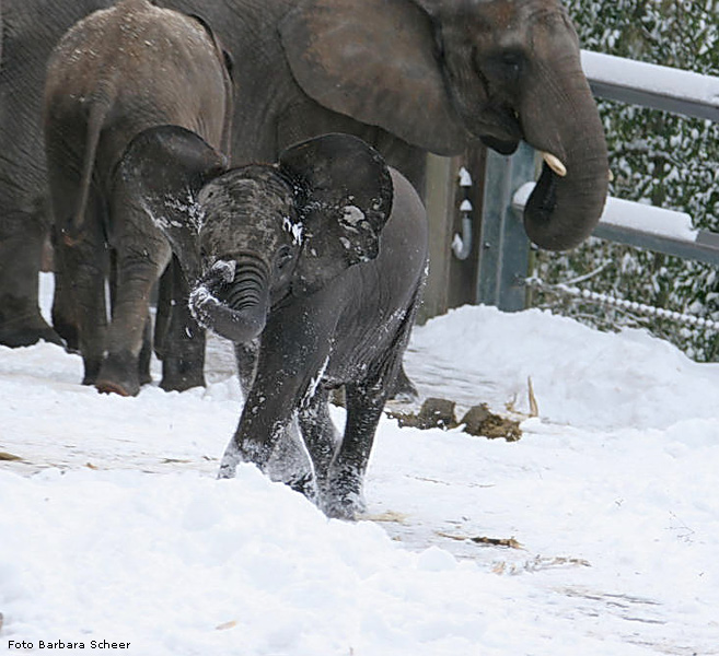 Elefanten im Schnee im Wuppertaler Zoo im Januar 2009 (Foto Barbara Scheer)