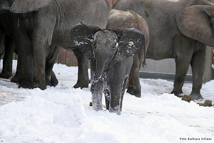 Elefanten im Schnee im Wuppertaler Zoo im Januar 2009 (Foto Barbara Scheer)