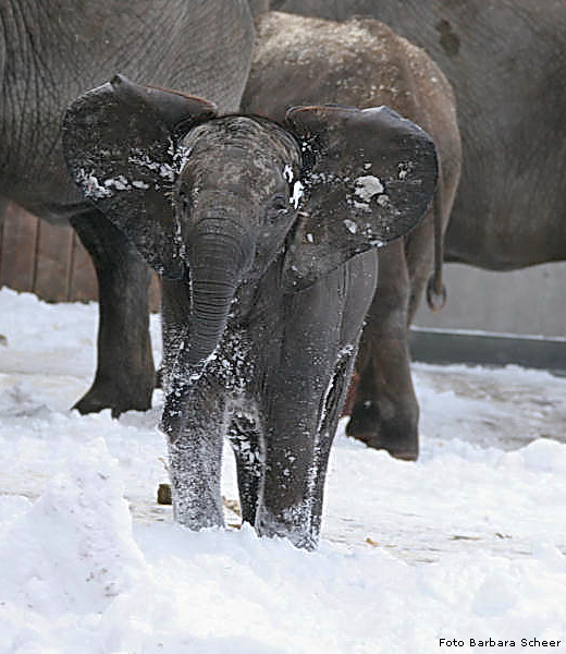 www.zoo-wuppertal.net - Elefanten im Schnee
