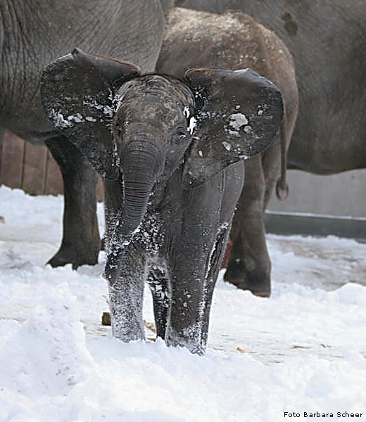 Elefanten im Schnee im Zoologischen Garten Wuppertal im Januar 2009 (Foto Barbara Scheer)