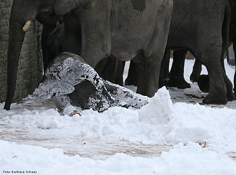 Elefanten im Schnee im Zoo Wuppertal im Januar 2009 (Foto Barbara Scheer)