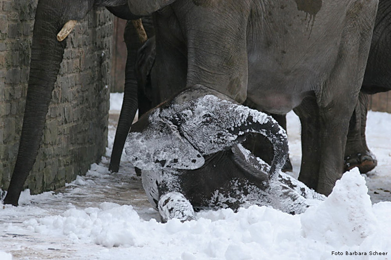 Elefanten im Schnee im Zoologischen Garten Wuppertal im Januar 2009 (Foto Barbara Scheer)