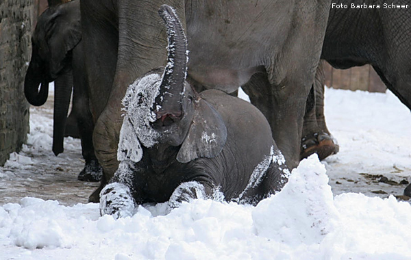 www.zoo-wuppertal.net - Elefanten im Schnee