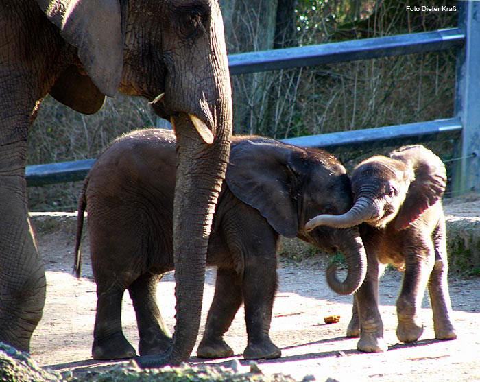 Das Elefanten-Baby "Tamo" im Februar 2008 im Wuppertaler Zoo (Foto Dieter Kraß)