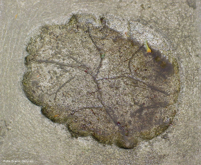 Elefanten-Fuß-Abdruck in Beton vor dem Eingang des Elefanten-Hauses im Zoo Wuppertal im Juni 2004 (Foto Frank Gennes)