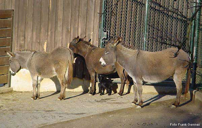 Hausesel im Wuppertaler Zoo im Dezember 2003 (Foto Frank Gennes)