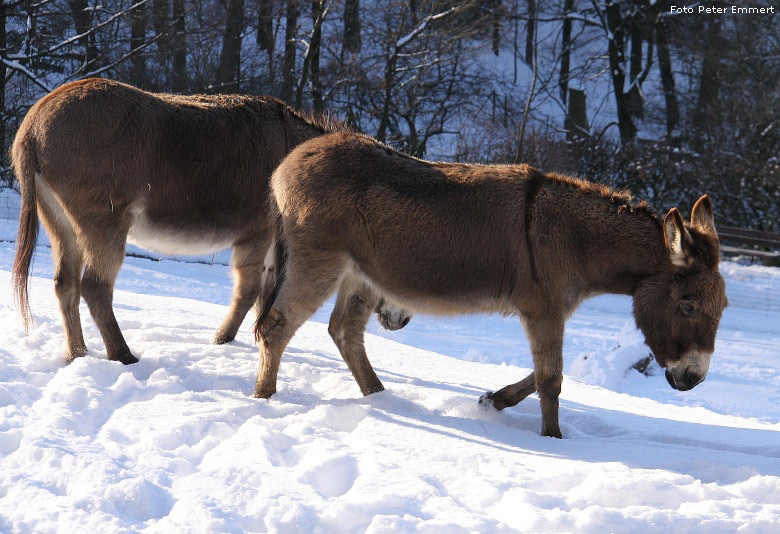 Hausesel im Zoologischen Garten Wuppertal im Januar 2009 (Foto Peter Emmert)
