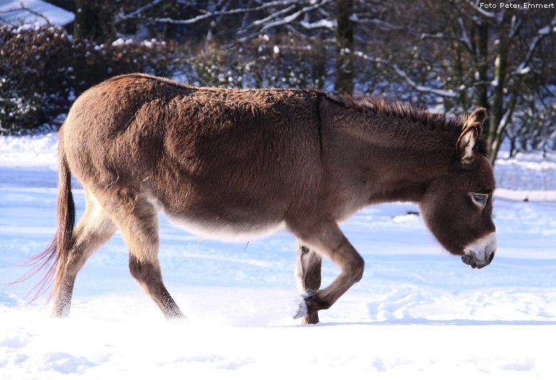 Hausesel im Zoo Wuppertal im Januar 2009 (Foto Peter Emmert)