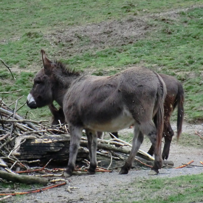 Hausesel im Zoologischen Garten Wuppertal im Januar 2014
