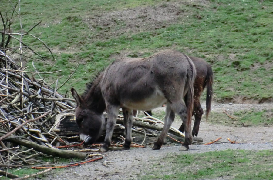 Hausesel im Wuppertaler Zoo im Januar 2014