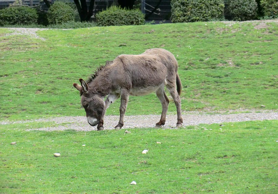 Hausesel im Zoo Wuppertal im April
 2014