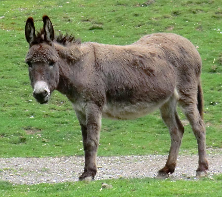 Hausesel im Zoologischen Garten Wuppertal im April 2014