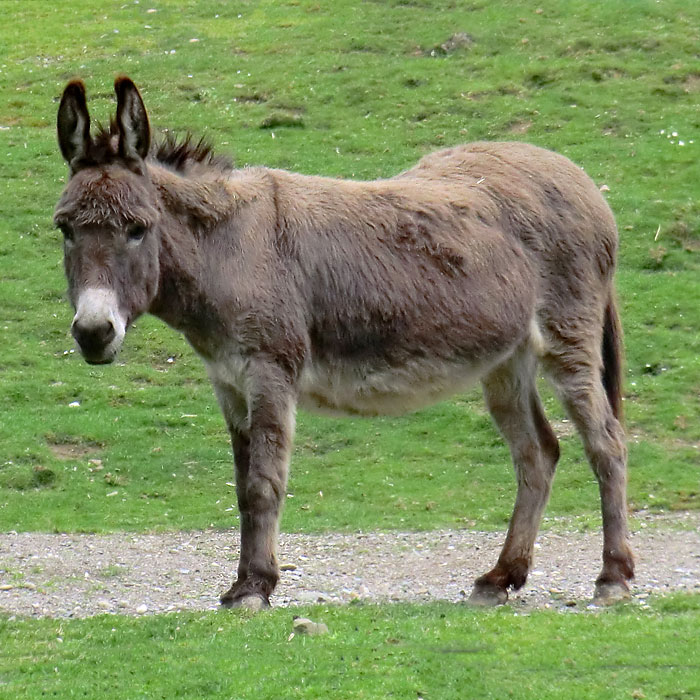 Hausesel im Wuppertaler Zoo im April 2014