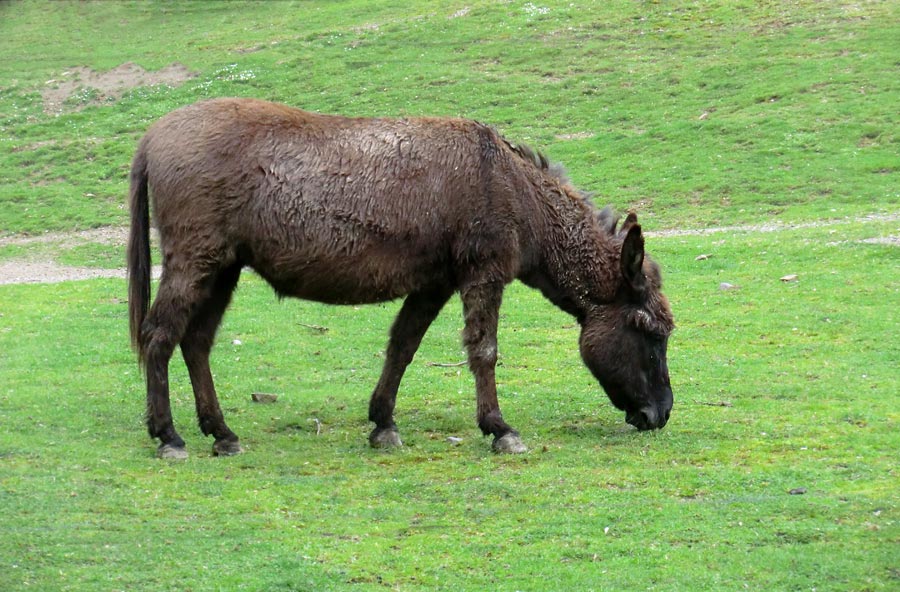 Hausesel im Wuppertaler Zoo im April 2014