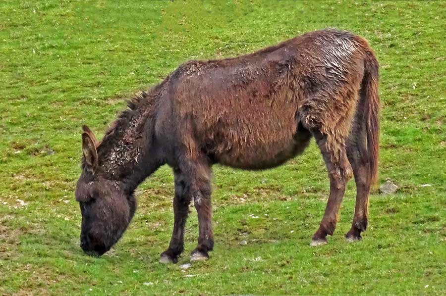 Afrikanischer Esel (Hausesel) im Zoologischen Garten Wuppertal am 2. April 2015