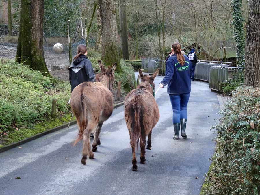 Spaziergang der Afrikanischen Esel (Hausesel) im Grünen Zoo Wuppertal am 2. April 2015