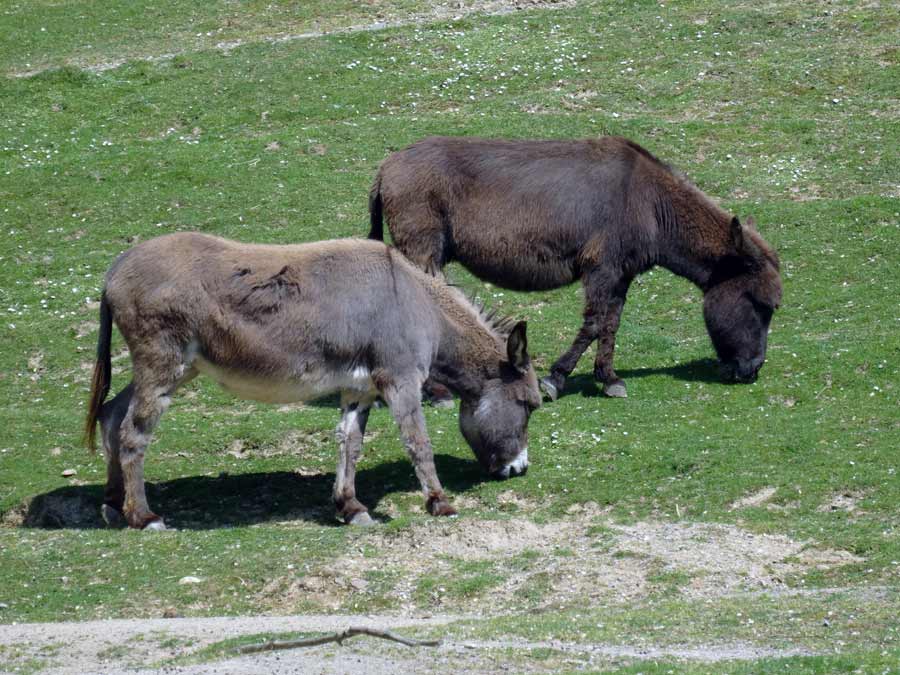 Afrikanische Esel (Hausesel) im Zoo Wuppertal im Mai 2015