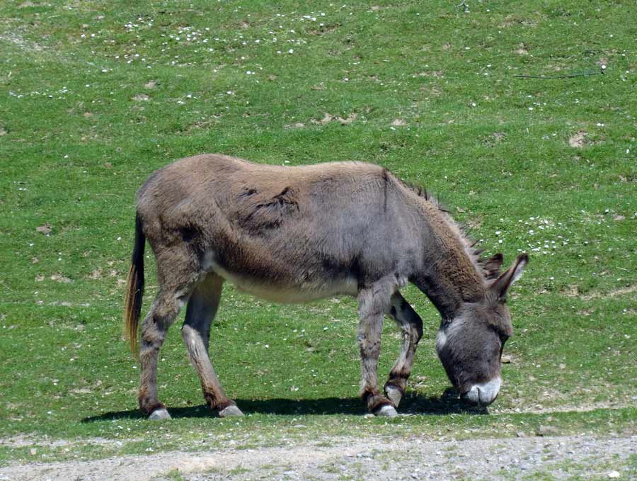 Afrikanischer Esel (Hausesel) im Wuppertaler Zoo im Mai 2015