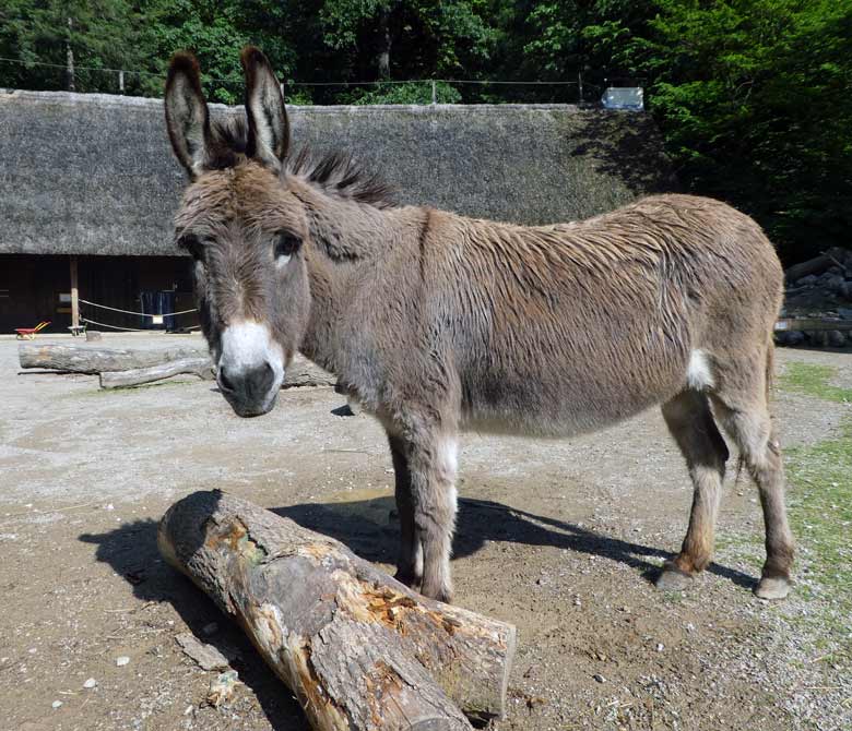 Hausesel am 9. Juni 2017 im JuniorZoo im Zoo Wuppertal