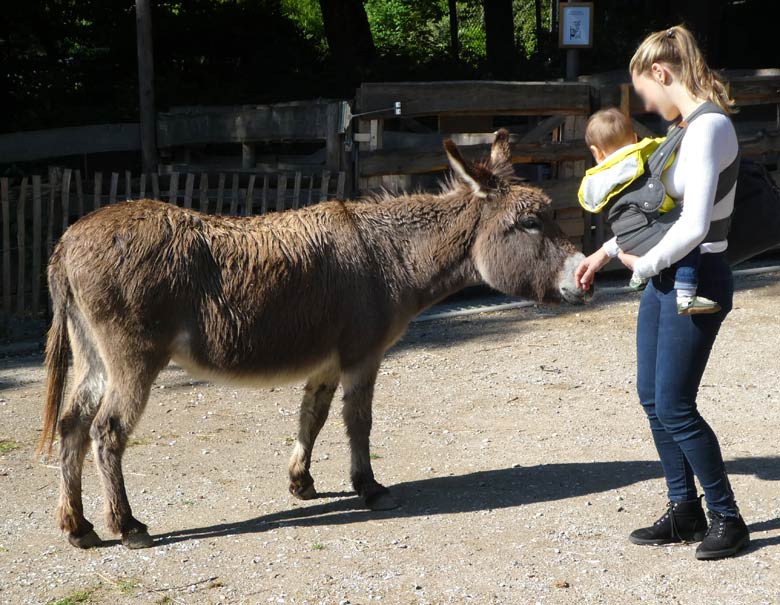 Hausesel am 9. Juni 2017 im JuniorZoo im Wuppertaler Zoo