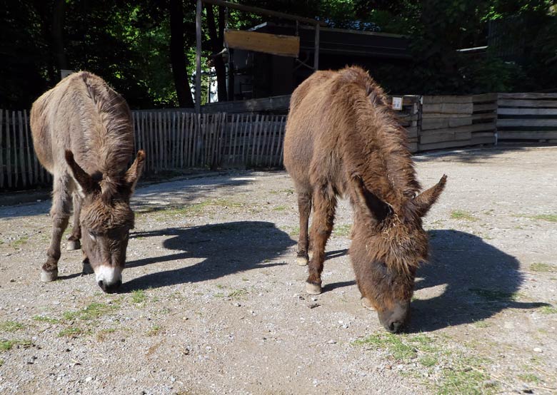 Hausesel am 9. Juni 2017 im JuniorZoo im Zoologischen Garten der Stadt Wuppertal