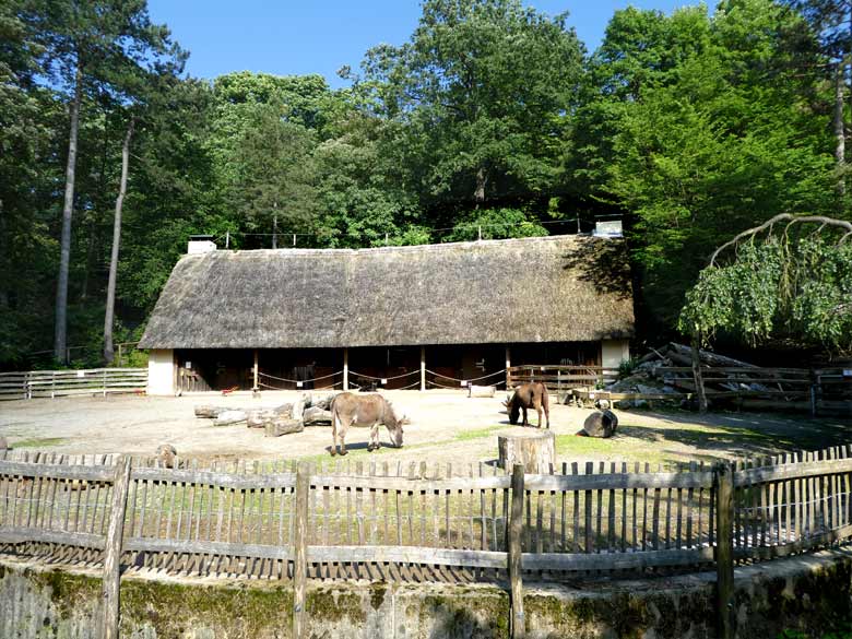 Hausesel am 9. Juni 2017 im JuniorZoo im Grünen Zoo Wuppertal