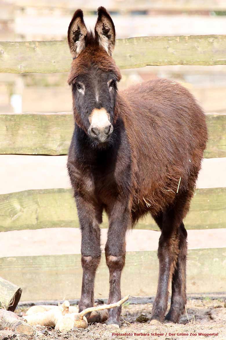 Hausesel MARLIS am 6. März 2018 auf der Außenanlage am JuniorZoo im Grünen Zoo Wuppertal (Foto Barbara Scheer - Der Grüne Zoo Wuppertal)