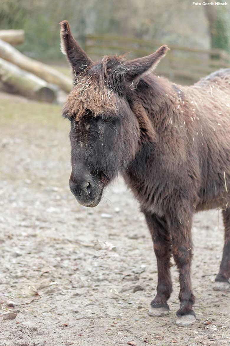 Afrikanische Eselin ROSI am 21. März 2018 auf der Außenanlage am JuniorZoo im Zoologischen Garten der Stadt Wuppertal (Foto Gerrit Nitsch)