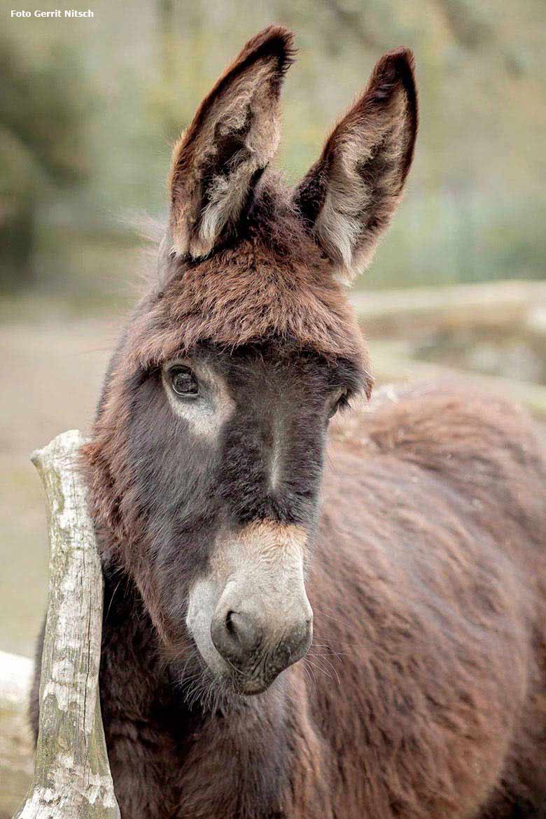 Hausesel MARLIS am 21. März 2018 auf der Außenanlage im JuniorZoo im Zoologischen Garten Wuppertal (Foto Gerrit Nitsch)