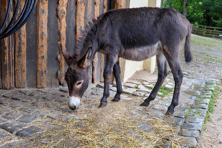 Neue noch namenlose Zwergeselin am 6. August 2021 auf der Außenanlage am JuniorZoo im Wuppertaler Zoo