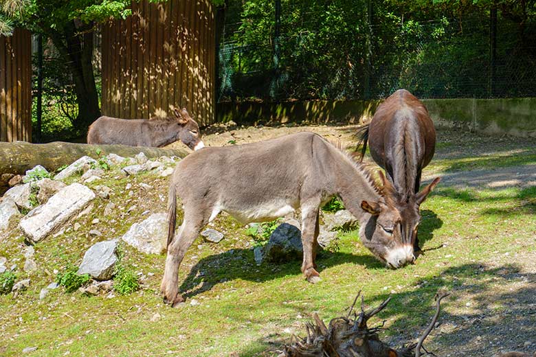 Hausesel-Stuten GOETHE und MARLIS (rechts) sowie HENRIETTE (hinten) am 12. August 2021 auf der Außenanlage am JuniorZoo im Grünen Zoo Wuppertal