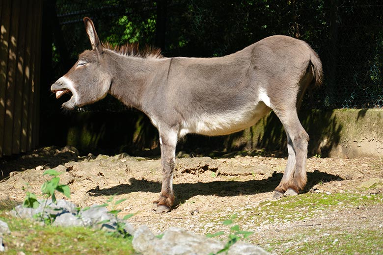 Hausesel-Stute GOETHE am 12. August 2021 auf der Außenanlage am JuniorZoo im Wuppertaler Zoo