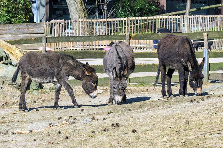 Weibliche Hausesel HENRIETTE mit GOETHE und MARLIS am 11. März 2022 auf der Außenanlage am JuniorZoo im Wuppertaler Zoo