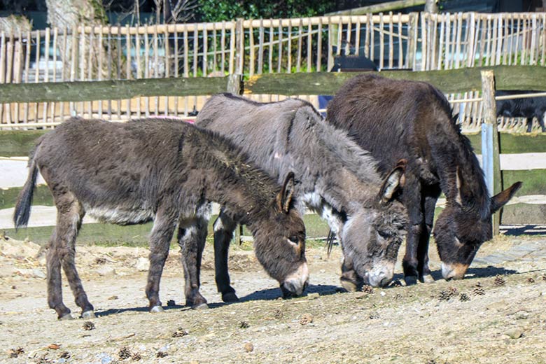 Weibliche Hausesel HENRIETTE mit GOETHE und MARLIS am 11. März 2022 auf der Außenanlage am JuniorZoo im Zoologischen Garten Wuppertal