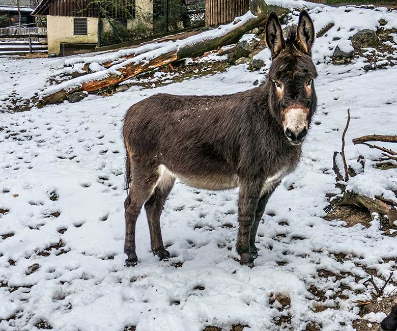 Weiblicher Hausesel am 20. Januar 2023 im Zoologischen Garten Wuppertal