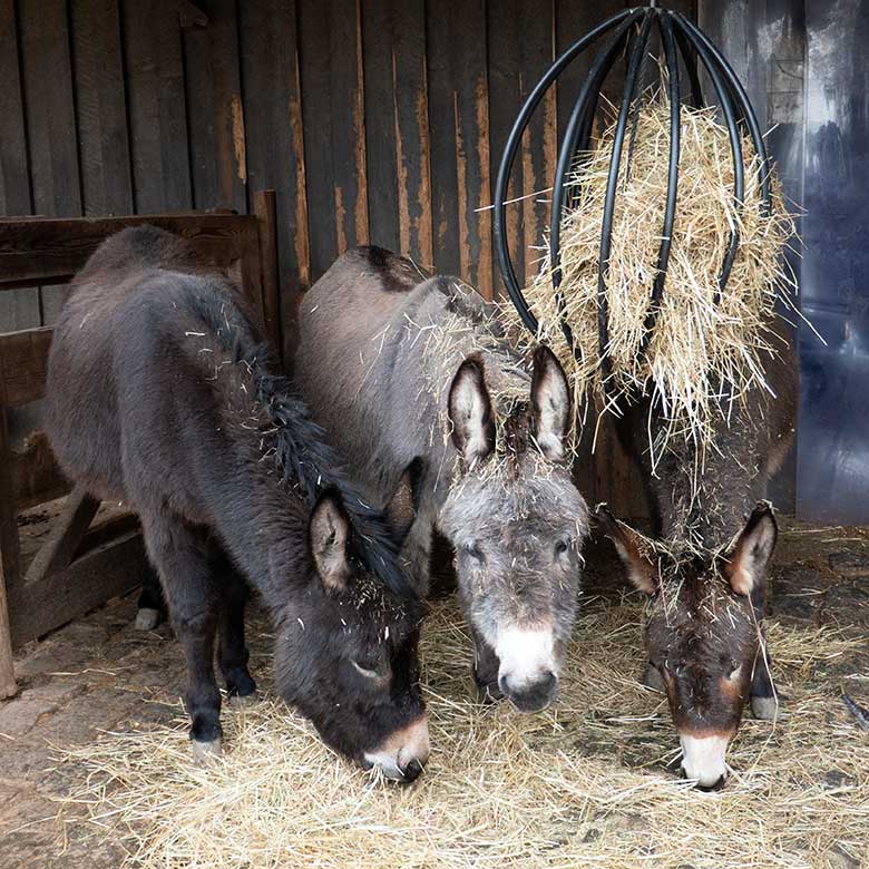 Weibliche Hausesel MARLIS mit GOETHE und HENRIETTE am 16. März 2023 vor dem Stallgebäude im JuniorZoo im Zoologischen Garten der Stadt Wuppertal