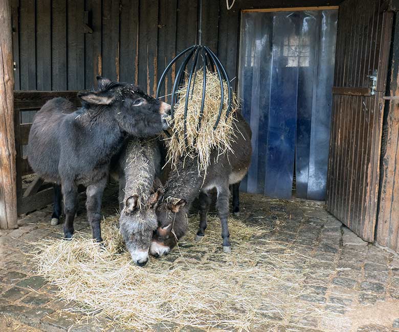 Weibliche Hausesel MARLIS mit GOETHE und HENRIETTE am 16. März 2023 vor dem Stallgebäude im JuniorZoo im Zoo Wuppertal