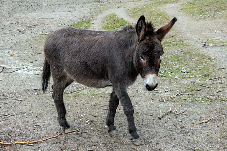 Weiblicher Hausesel HENRIETTE am 16. März 2023 auf der Außenanlage am JuniorZoo im Grünen Zoo Wuppertal