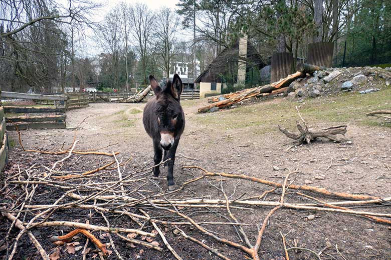 Weiblicher Hausesel HENRIETTE am 16. März 2023 auf der Außenanlage am JuniorZoo im Zoologischen Garten Wuppertal