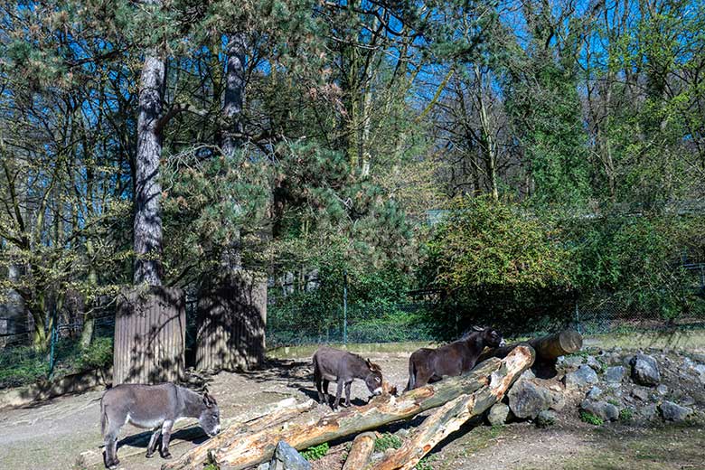 Weibliche Hausesel GOETHE mit HENRIETTE und MARLIS am 3. April 2023 auf der Außenanlage am JuniorZoo im Grünen Zoo Wuppertal