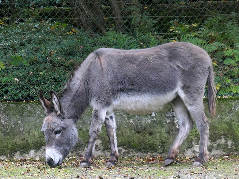 Weiblicher Hausesel GOETHE am 14. Oktober 2025 auf der Außenanlage am JuniorZoo im Wuppertaler Zoo