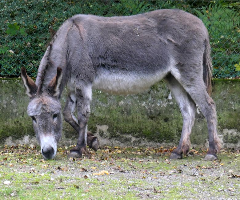 Weiblicher Hausesel GOETHE am 14. Oktober 2025 auf der Außenanlage am JuniorZoo im Zoo Wuppertal