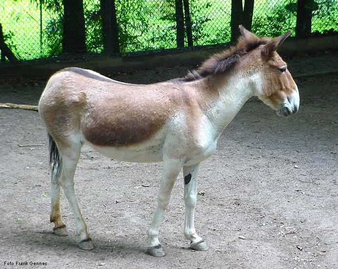 Kiang im Wuppertaler Zoo im Juni 2004 (Foto Frank Gennes)