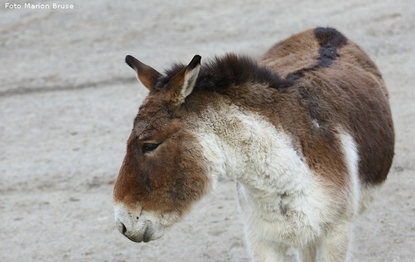 Kiang im Wuppertaler Zoo im Dezember 2008 (Foto Marion Bruse)